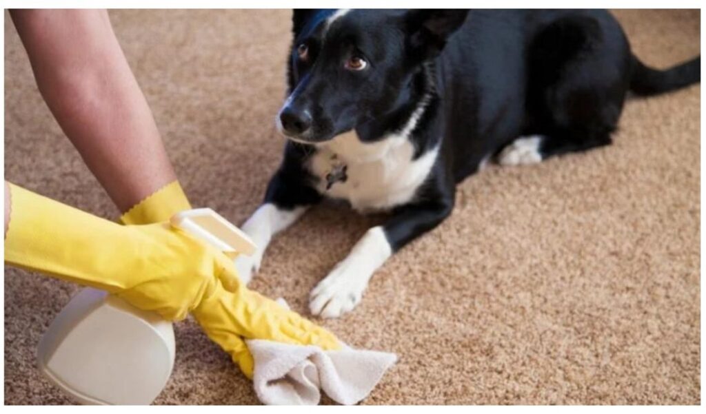 How to Remove Pet Smell from Carpet